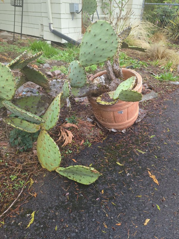 Cool Big Cactus with Terracotta pot