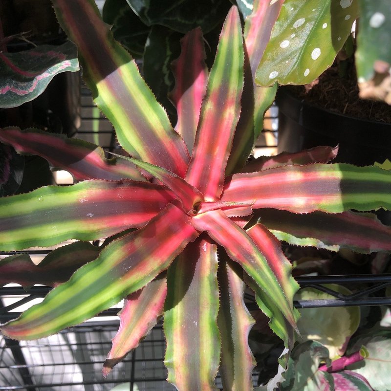 Cryptanthus 4"