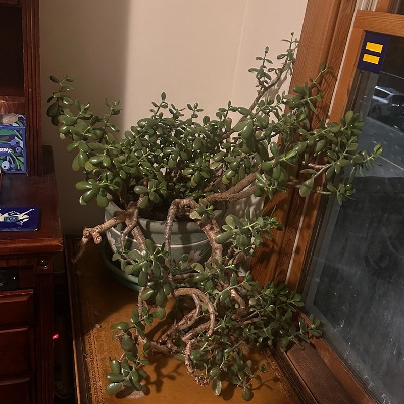 Jade Plant