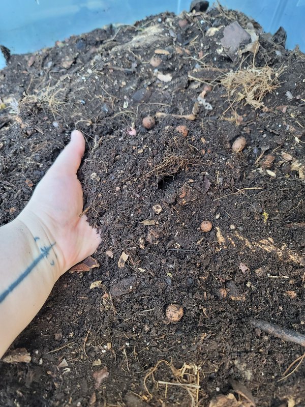 Humus-rich soil or compost, with lots of local isopods